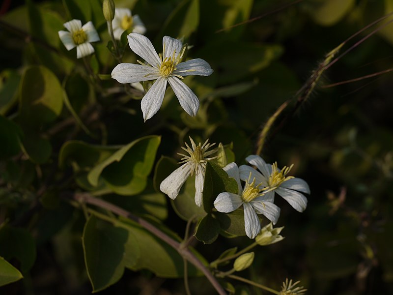 File:Clematis heynei (6331932502).jpg