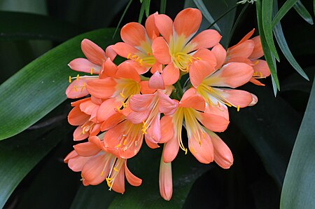 Fail:Clivia miniata orange-flowered form Flowers.JPG