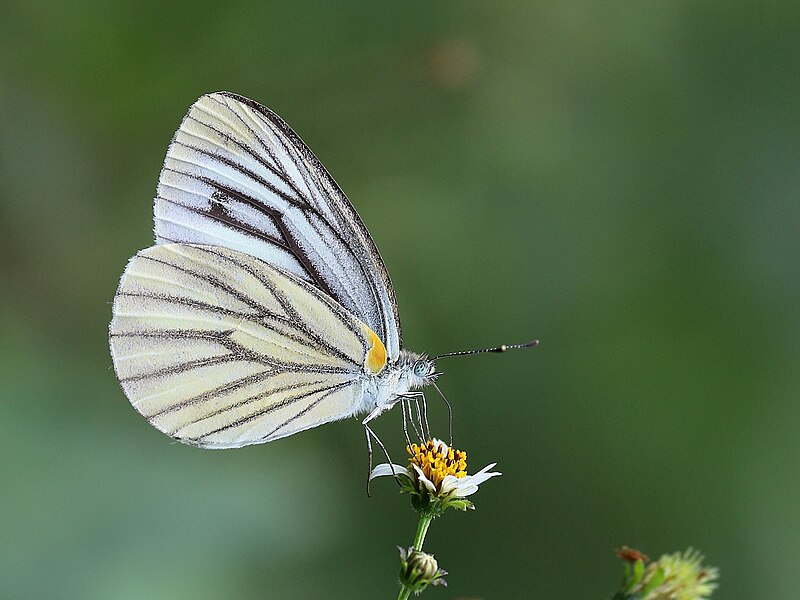 File:Close wing Nectaring activity of Pieris melete (Ménétriés, 1857) - Asian Green-veined White.jpg