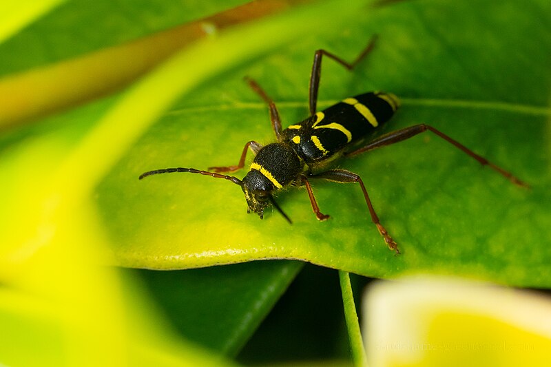 File:Clytus arietis 205228525.jpg