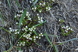 Day 8: Cochlearia danica, Osmussaar