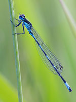 Coenagrion pulchellum – Männchen