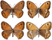 Coenonympha dorus - Provence.jpg