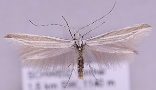 <i>Coleophora rectilineella</i> Species of moth