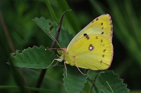 Colias hyale, Goldene Acht