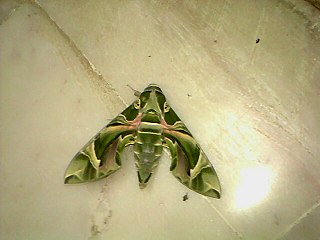 Oleander hawk-moth or army green moth (Daphnis nerii)