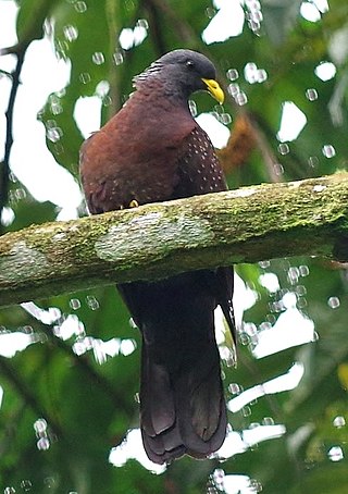 <span class="mw-page-title-main">São Tomé olive pigeon</span> Species of bird