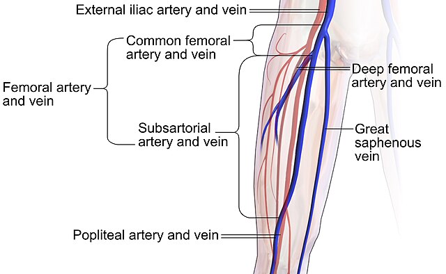 Main blood vessels of the thigh.