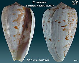 Conus anemone