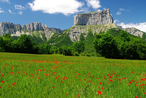 Coquelicots en fleurs devant le Mont Aiguille, près de Chchiliane