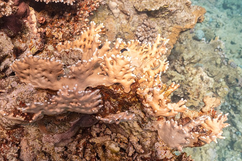 File:Coral de fuego (Millepora dichotoma), parque nacional Ras Muhammad, Egipto, 2022-03-26, DD 45.jpg