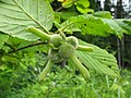 Corylus sieboldiana