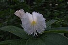 Costus speciosus 1.jpg