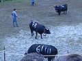 Cowfight3.jpg, located at (11, 3)