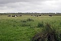 Cows at Manxey Level - geograph.org.uk - 1383820.jpg