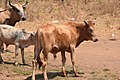 Cows in Zambia 06.jpg