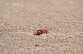 Alone crab