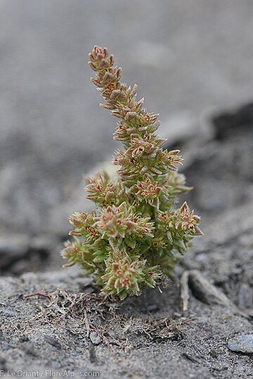 Crassula campestris