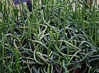 Crassula lycopodioides - Buffalo Botanical Gardens.jpg