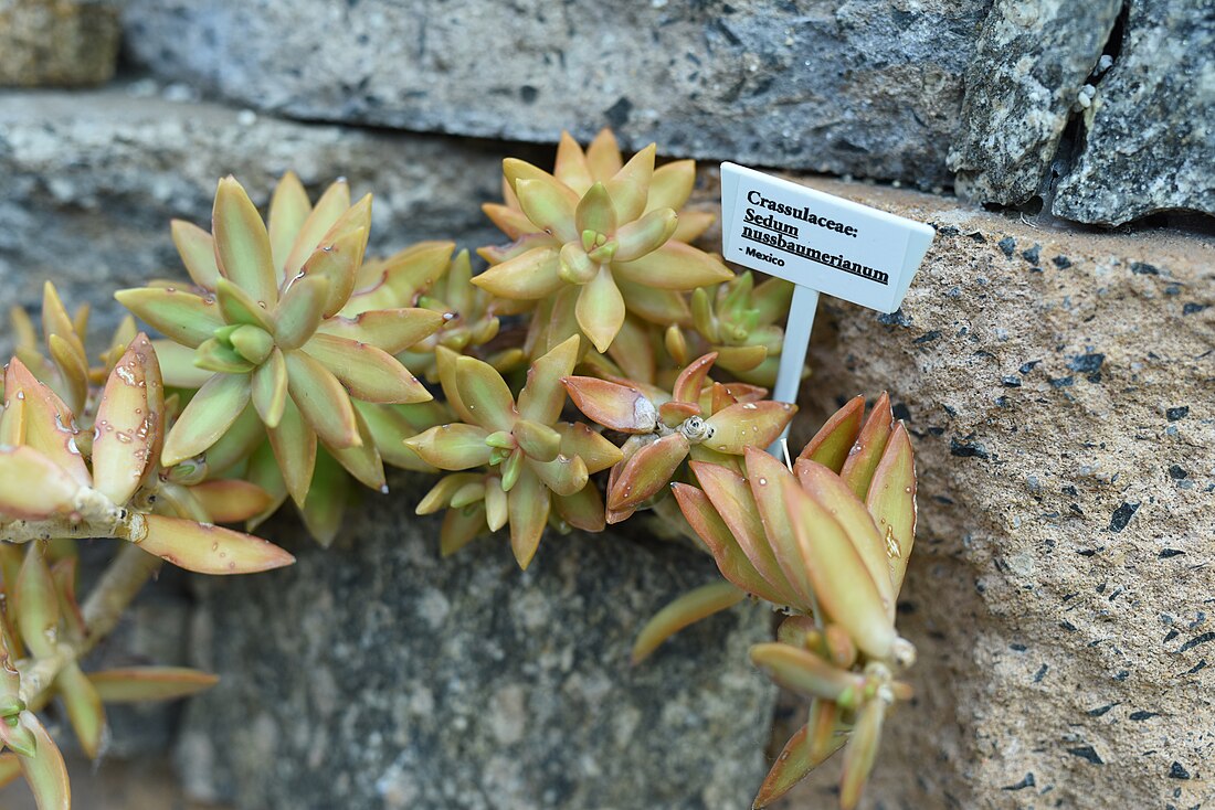 Sedum adolphi