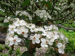 квіти Crataegus viridis 'Winter King'