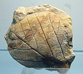 Fossilized leaf from a Credneria tree Credneria triacuminata.jpg