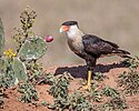 Czubaty Caracara (34119964484) .jpg