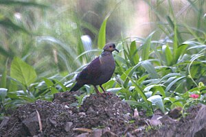 Crested Quail-dove 2506945512.jpg