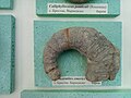 en:Crioceratites emericii emericii (Lev.), Lower en:Barremian, en:Brestak (Coll. St. Breskovski) at the Sofia University "St. Kliment Ohridski" Museum of Paleontology and Historical Geology