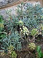 Crithmum maritimum