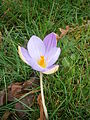 Crocus imperati, de eerste winterkrokus nu open