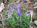 Crocus tommasinianus