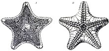 Ctenodiscus australis, Otto Encyclopedia.jpg