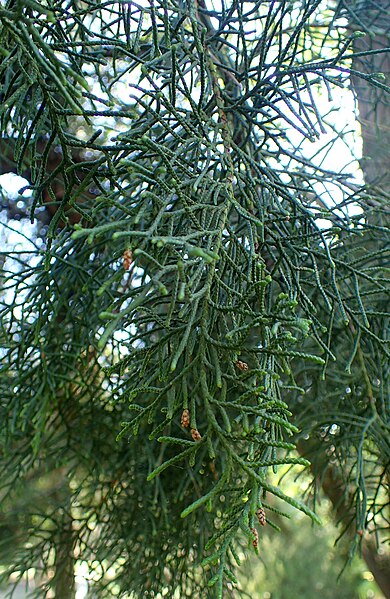 File:Cupressus torulosa kz1.jpg