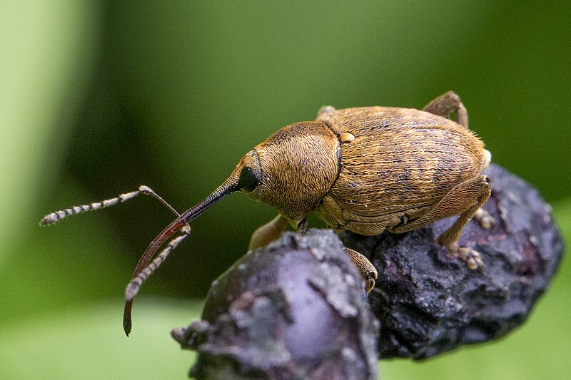 File:Curculio nucum 01(js) Lodz(Poland).jpg