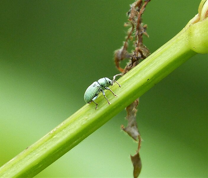 File:Curculionidae, Phyllobius viridaearis (35045735663).jpg