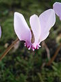 Cyclamen hederifolium flower