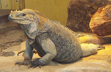 Cyclura cornuta.JPG