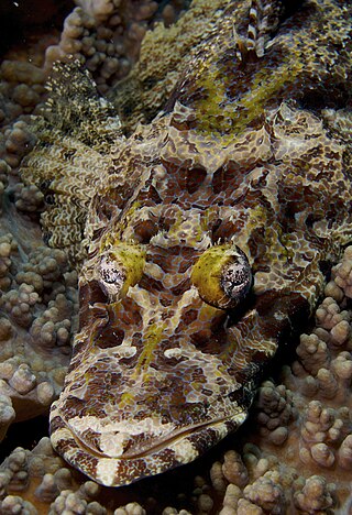 <span class="mw-page-title-main">De Beaufort's flathead</span> Species of fish