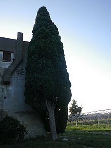 Cyprès toujours vert dans un jardin à Fourques (30)