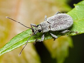 Описание изображения Cyrtepistomus castaneus Kaldari.jpg.