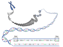 DNA condensation-the DNA chain is wrapped around histones, which form into coils, which wrap into ever larger coils that ultimately make up the chromosome. DNA ORF.png