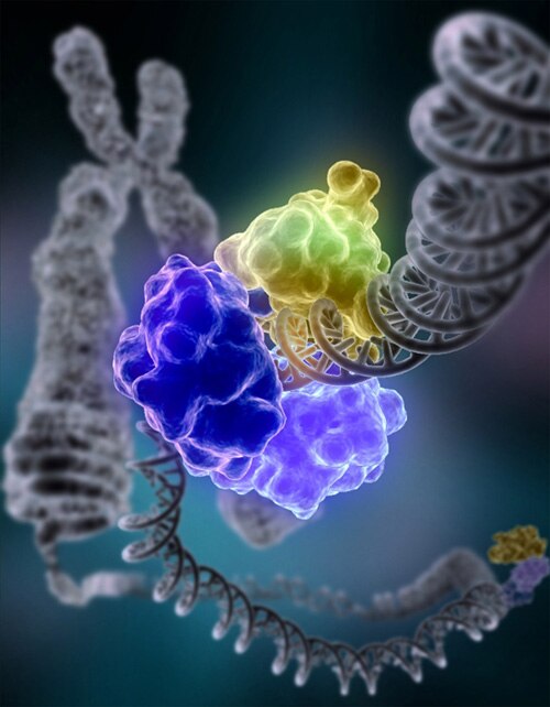 DNA ligase, shown above repairing chromosomal damage, is an enzyme that joins broken nucleotides together by catalyzing the formation of an internucle