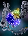 Fig.6. Molecular modeling of DNA repair