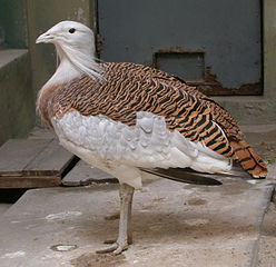 bustard mascul