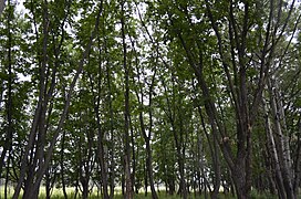 Forêt dans le raïon.