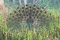 * Nomination A Indian peafowl (Pavo cristatus) dancing to impress its female partner to copulate in the beginning of spring in Lami lake at Chitwan National Park of Nepal. By User:Prasan Shrestha --Biplab Anand 06:03, 31 August 2021 (UTC) * Promotion  Support Good quality. --Velvet 06:30, 31 August 2021 (UTC)