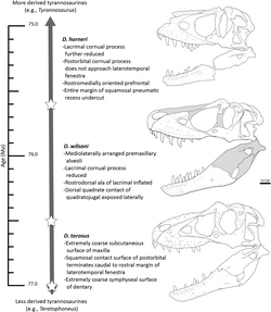 Daspletosaurus skull anagenesis.png