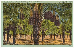 Date Palm Grove, Coachella Valley, California Selatan (7684020378).jpg