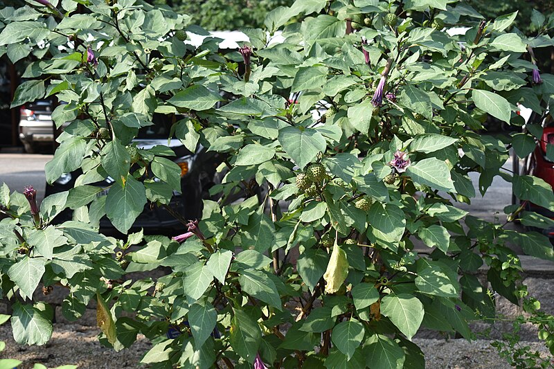 File:Datura metel L.jpg